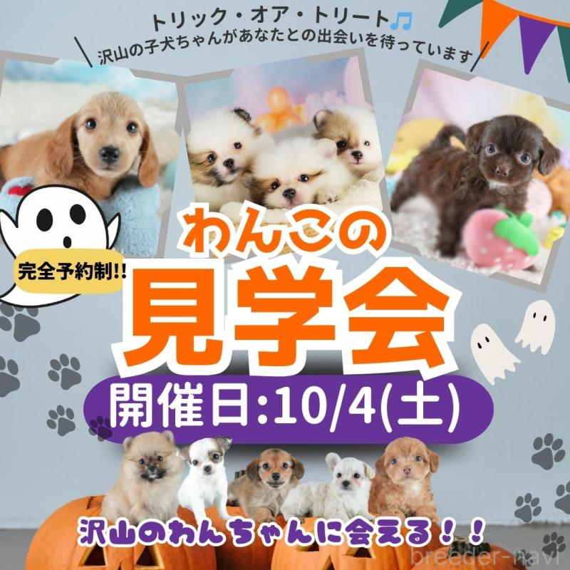 販売中の埼玉県のチワワ(ロングコート)-404839の3枚目